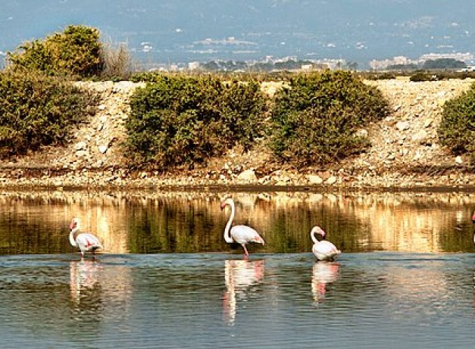 Excursión «DELTA DEL EBRO Y SANT MATEU» Castellón