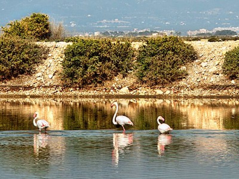 Excursión «DELTA DEL EBRO Y SANT MATEU» Castellón