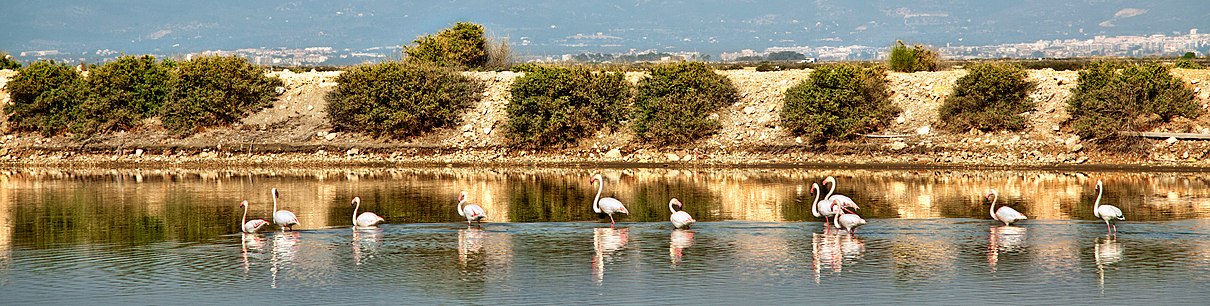 Excursión «DELTA DEL EBRO Y SANT MATEU» Castellón