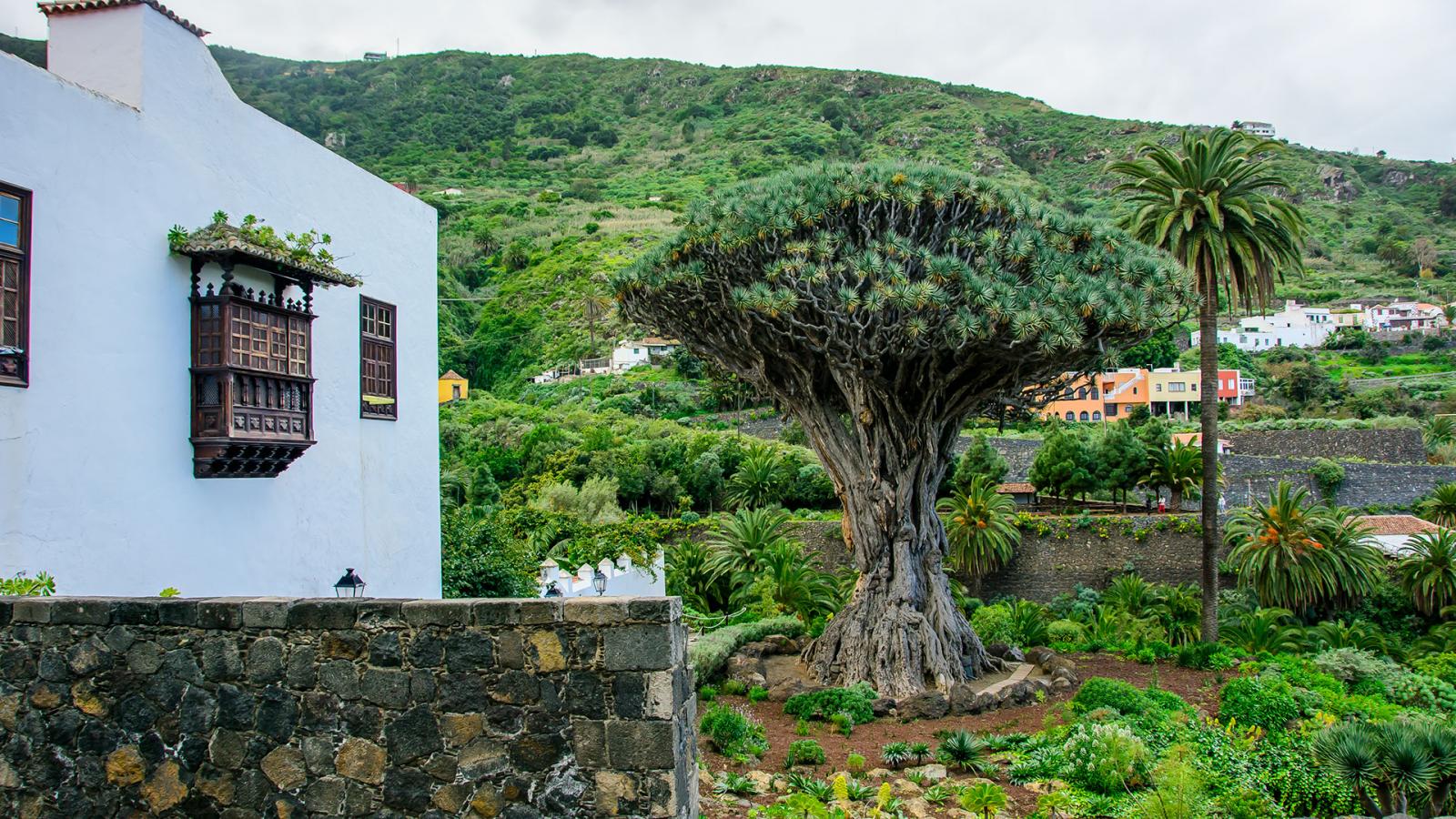 DÍA 4. ICOD DE LOS VINOS, SANTIAGO DEL TEIDE, ACANTILADOS DE LOS GIGANTES / VILLA DE LA CANDELARIA